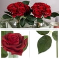 thumbnail image 3 of Pure Garden 36Pc Real Touch Rose Artificial Flowers with Stems (Red), 3 of 6