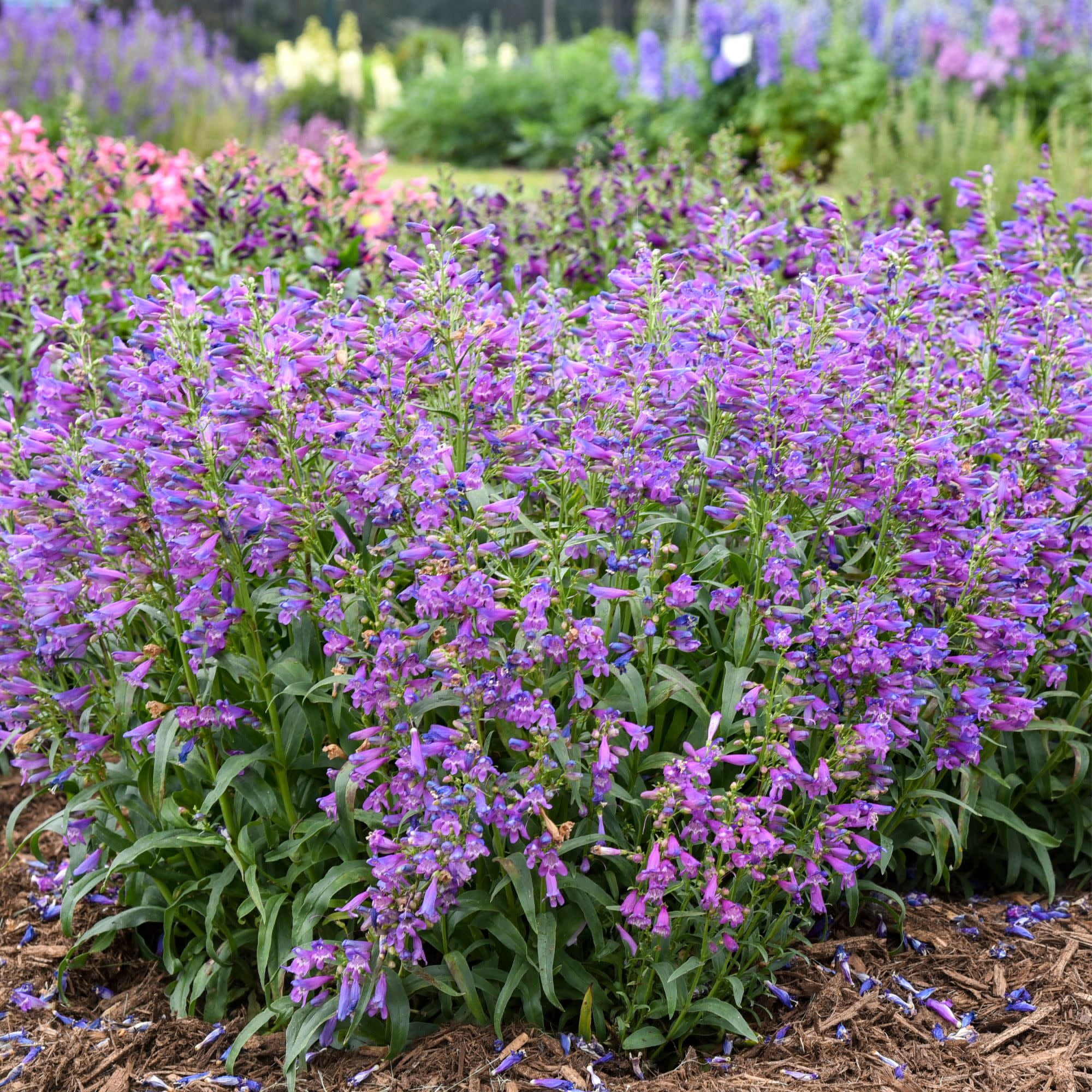 Proven Winners 6" Purple Bejeweled 'Lavender Sapphires' Bearded Penstemon Live Plant in 6.5" Pot