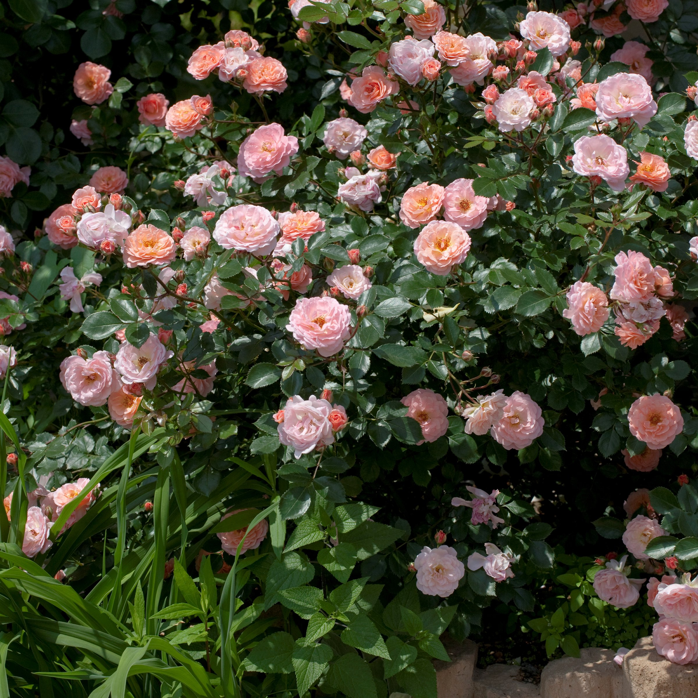 National Plant network 3 gal. Drift Rose Apricot