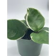 thumbnail image 6 of Variegated Hoya Carnosa Krimson Queen 4" Potted Starter, Honeyplant Waxplant Porcelain Flower, 6 of 8