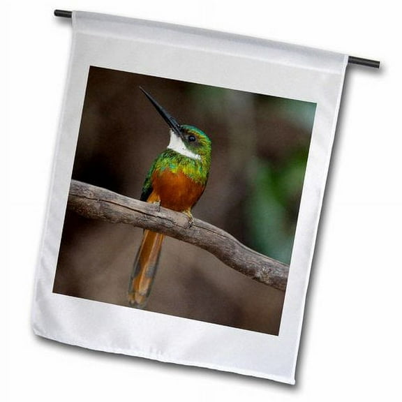 3dRose, Brazil, Rufous-tailed Jacamar bird - SA04 JMC0066 - Joe and Mary Ann McDonald, 12 x 18 inch Garden Flag