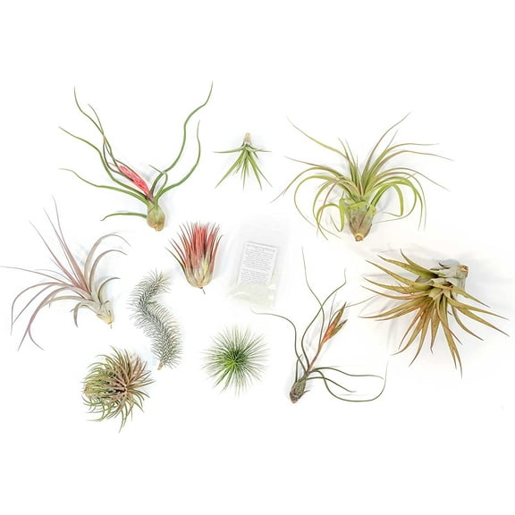Air Plant Shop Premium Variety Pack with Fertilizer Packet- Wholesale and Bulk - Succulents - Live Tillandsia - Easy Care Indoor and Outdoor House Plants (Pack of 10)