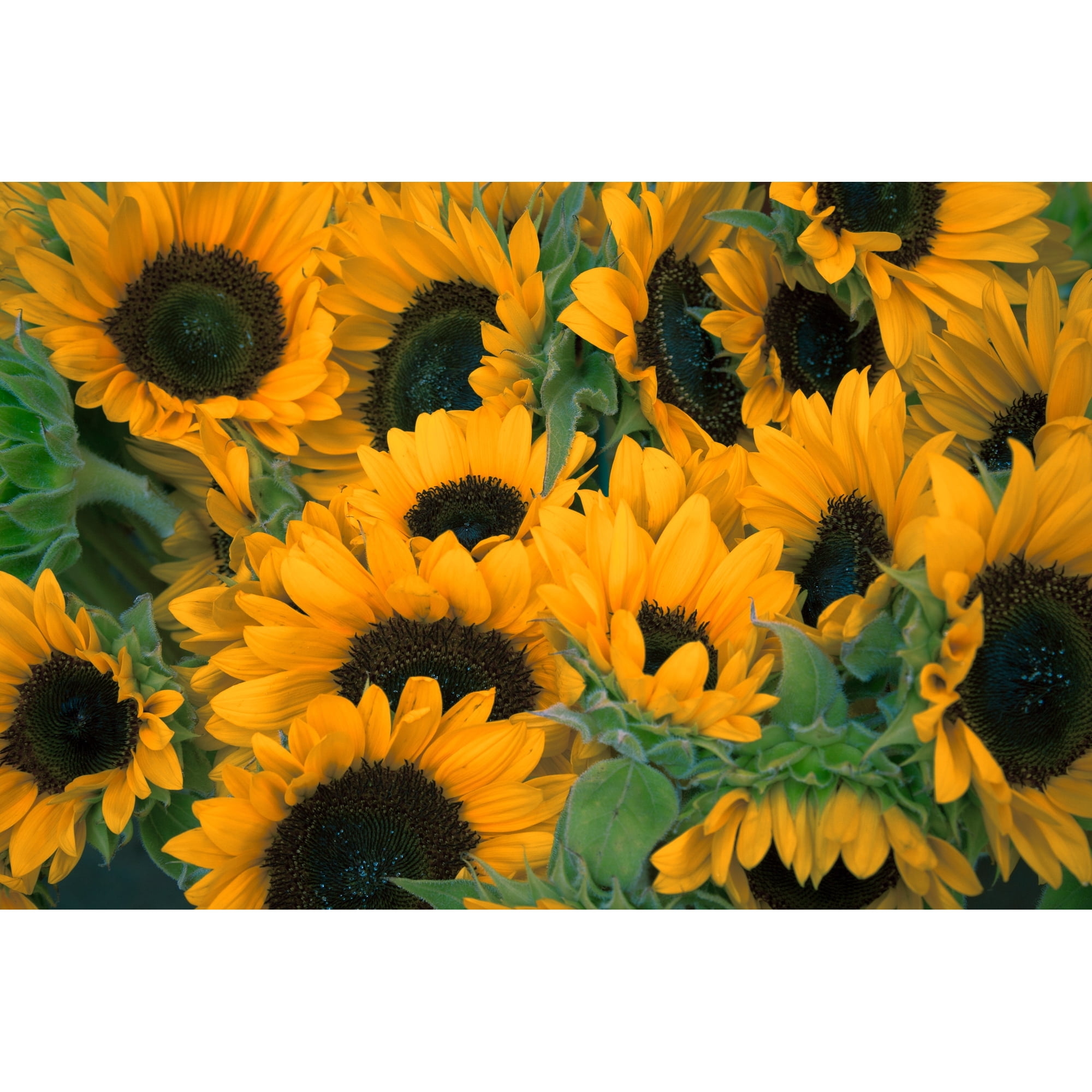 SEEDS = = = 100 Seeds -Black Oil Sunflower-Bright Yellow Flowers - Black Center - Seed Pack- Grow Your Own Wildlife Food! = Serendipity Seeds