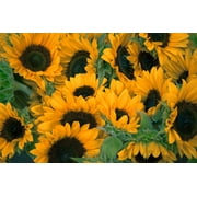 SEEDS = = = 100 Seeds -Black Oil Sunflower-Bright Yellow Flowers - Black Center - Seed Pack- Grow Your Own Wildlife  Food! = Serendipity Seeds