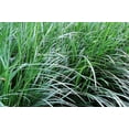thumbnail image 6 of Mondo Grass Ophiopogon Japonicus  10 Live Pips Bare Root Plants  Live Shade Loving Evergreen Groundcover Plants, 6 of 9