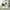 Green, variant on Modway Nouvelle 19" Velvet Dining Chairs in Gold/White (Set of 2)