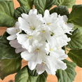 thumbnail image 3 of White Africa Violets Live Plant for Planting Indoor Outdoor, White Blooming Violet, Africa Violet Flowers, 4 Inch Pot, 3 of 6