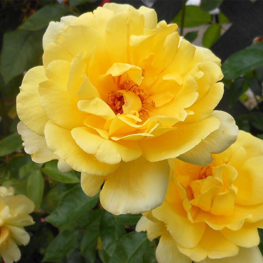 Heirloom Roses Golden Showers® Climbing Roses Rose Plant