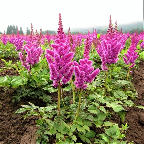 Easy to Grow Astilbe Visions 1 Plant Root, Berry Pink Flowers Summer Shade