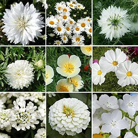 CZ Grain 200 White Wildflower Mix Plant Seed Easy to Grow