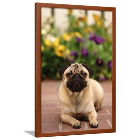 portrait of a pug