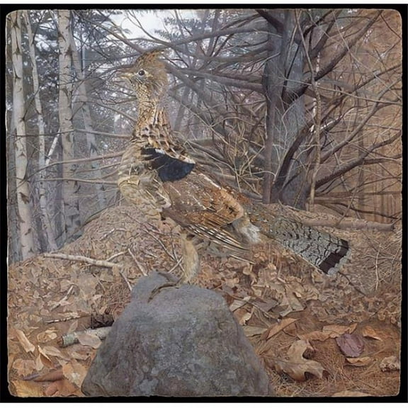 Male Ruffed Grouse in the Forest Poster Print by Gerald Thayer (American  1883  ??1939) (18 x 24)