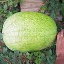 Watermelon, Charleston Grey, Heirloom, 500 Seeds, Large & Super Sweet