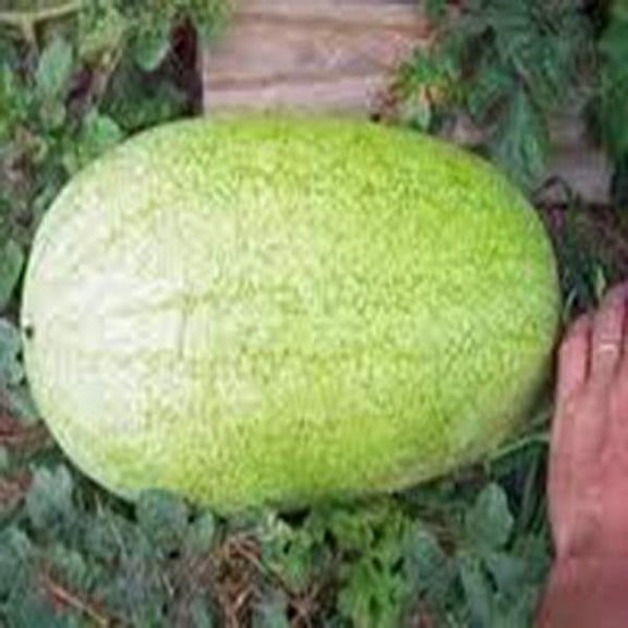 Watermelon, Charleston Grey, Heirloom, 500 Seeds, Large & Super Sweet