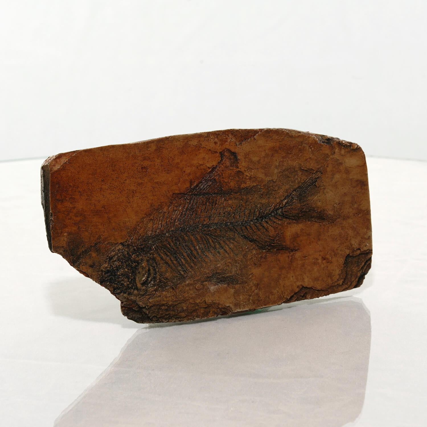 Fish in Shale Resin Fossil Replica