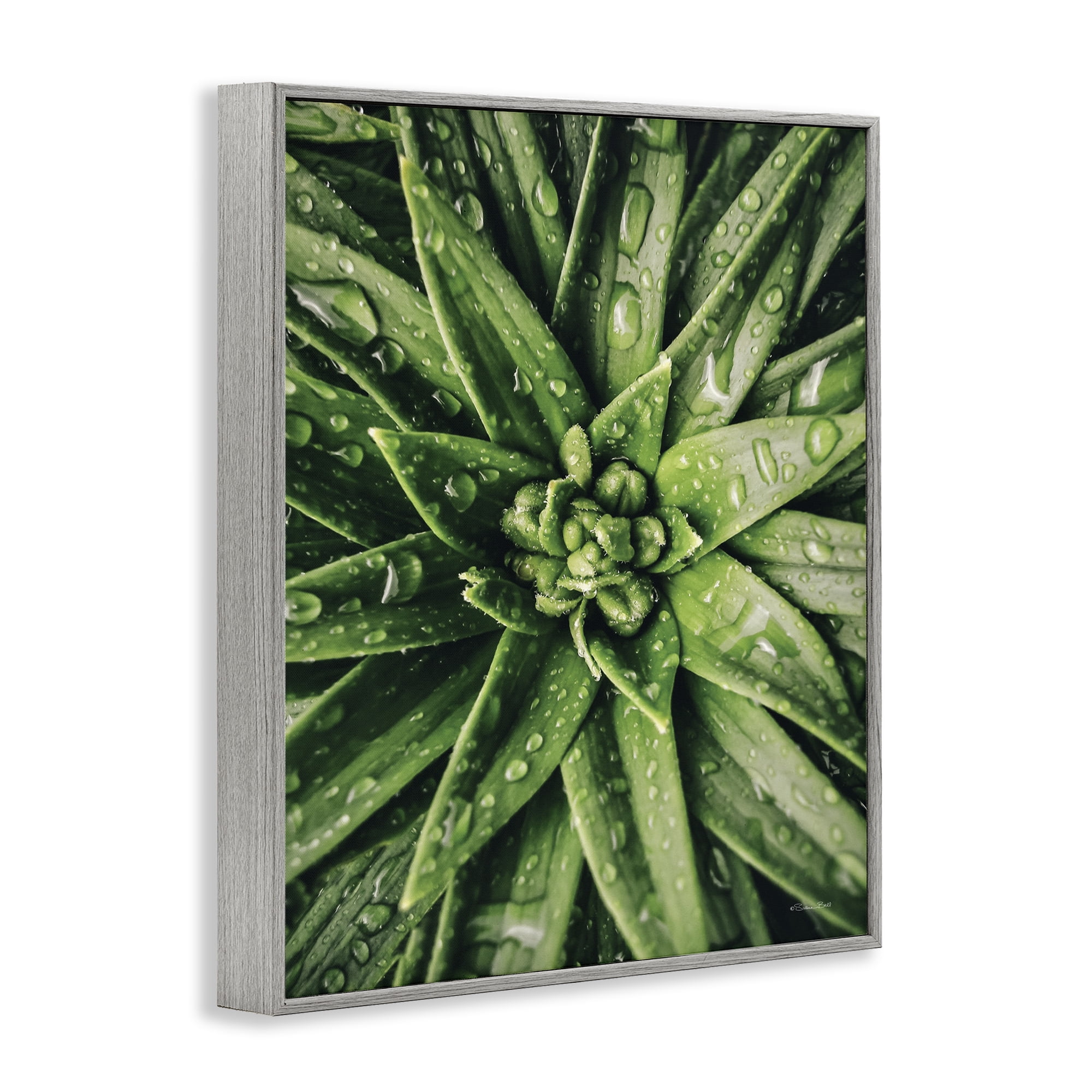 Stupell Industries Succulent in Rain Botanical & Floral Photography Gray Framed Art Print Wall Art, 16 x 20