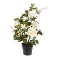 thumbnail image 1 of Vickerman TA181711 Plante Rose Blanche en Pot 21 Po., 1 of 1