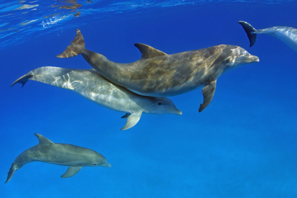 Atlantic Bottlenose