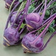 thumbnail image 3 of Burpee Organic Purple Vienna Kohlrabi Vegetable Seed, 1-Pack, Full Sun, Annual, 3 of 4