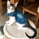 thumbnail image 1 of XS-2XL Denim Dog Clothes Cowboy Pet Dog Coat Puppy Clothing For Small Dogs Jeans Jacket Dog Vest Coat Puppy Outfits Cat Clothes ShopWise Round, 1 of 21