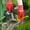 A, variant on Clearance Under $5!Yyuenw Weed Removal Tool, 2025 New Garden Weeding Tools Manganese Steel Hand Weeder Tool with Handle, 8 Teethes Dual Purpose Manual Weeders Tool Weed Pulling Tool for Garden