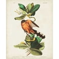 thumbnail image 2 of Audubon, John James 12x14 White Modern Wood Framed Museum Art Print Titled - Pl 169 Mangrove Cuckoo, 2 of 4