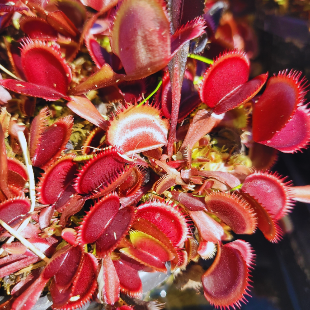 Set 3 Red Dragon Venus Flytraps Live Plants,  Well-Started Fly Trap Plants Terrarium Live in Pot, Dionaea Muscipula