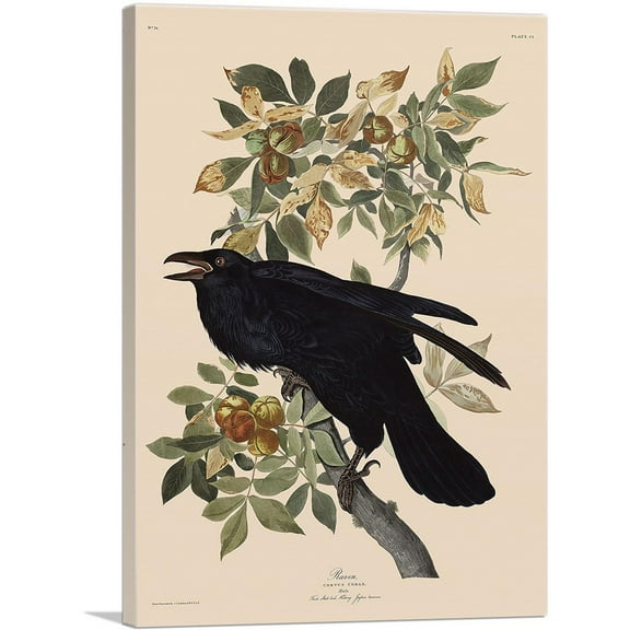 ARTCANVAS Raven Canvas Art Print by John James Audubon - Size: 26" x 18" (0.75" Deep)