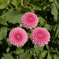 thumbnail image 2 of 40+ Rare Seeds-Betty Anne Dahlia Seeds-#D017-Authentic Seeds-Flowers-Seeds-Rose seeds-Herb seeds-Vegetable Seeds-Mix Seeds for Plant- B3G1, 2 of 4