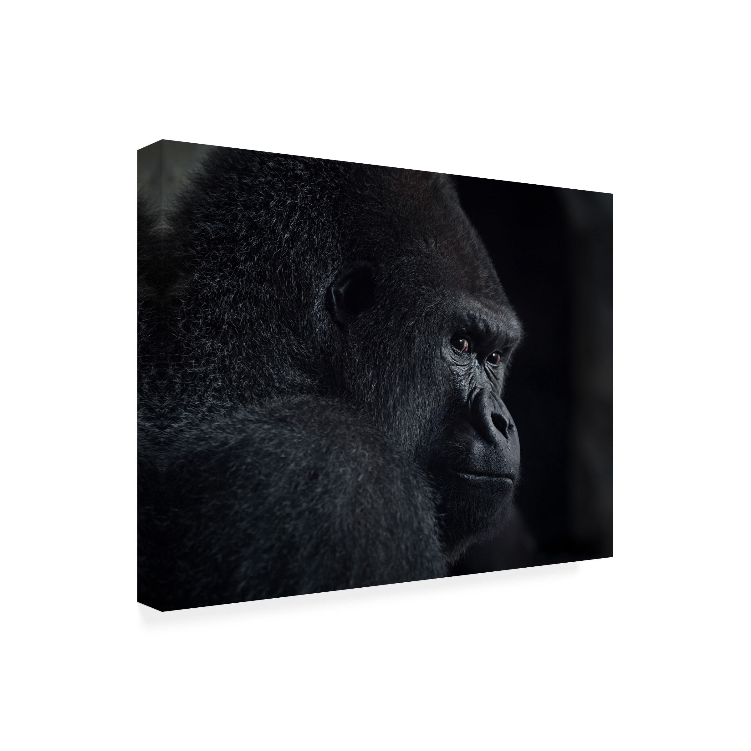Trademark Fine Art Helena GARCIA HUERTAS Gorilla Gaze Canvas Wall Art