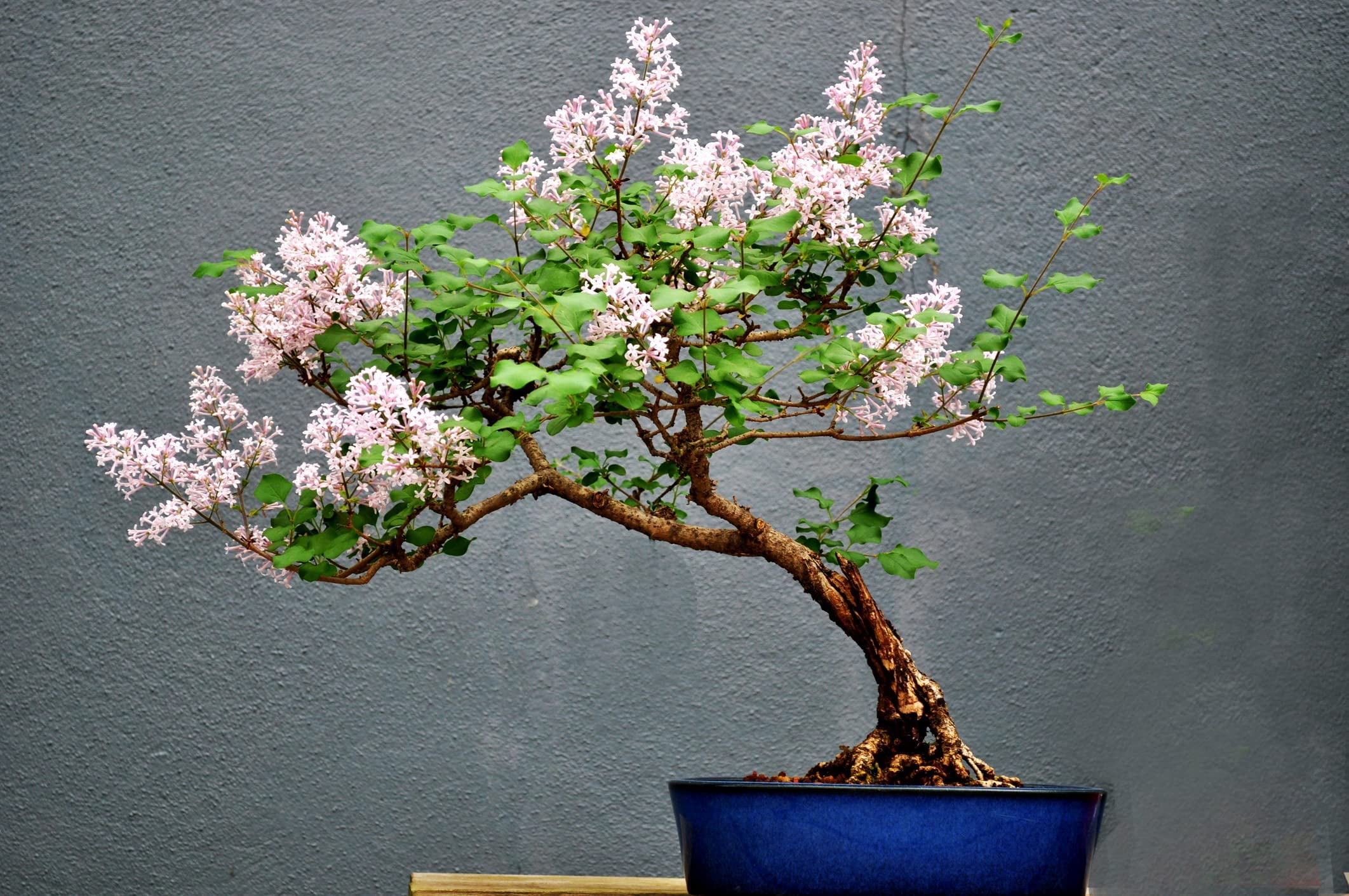 Pink Lilac Bonsai Tree Seeds 30+ Seeds Highly Prized for Bonsai