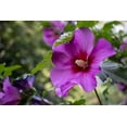 thumbnail image 2 of Purple Hibiscus Plant to Grow Easy to Grow Rooted Seedling Plants Stunning Blooming Bush One Seedling, 2 of 5