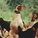 thumbnail image 4 of 8 collares antirruido para aves de corral, correas antirruido para pollos, collares para gallos, 4 of 5