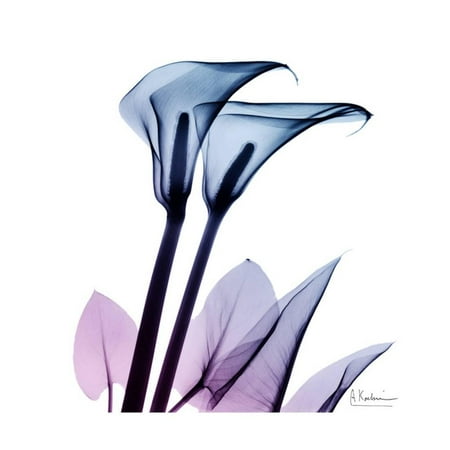 Calla Lily Garden Art - Calla Lily Purp Flower X-Ray Photography Print Wall Art By Albert Koetsier