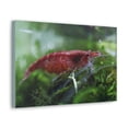 thumbnail image 2 of Shrimp Hunting Shrimp on Hunt Print Animal Wall Art Wildlife Canvas Prints Wall Art Ready to Hang Unframed, 2 of 18