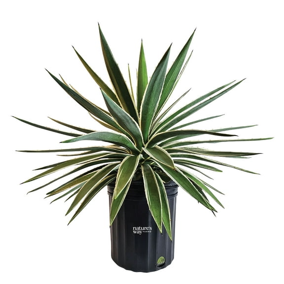 Nature’s Way Farms Agave Caribbean Outdoor Live Plant (25-30in Tall) in Grower Pot