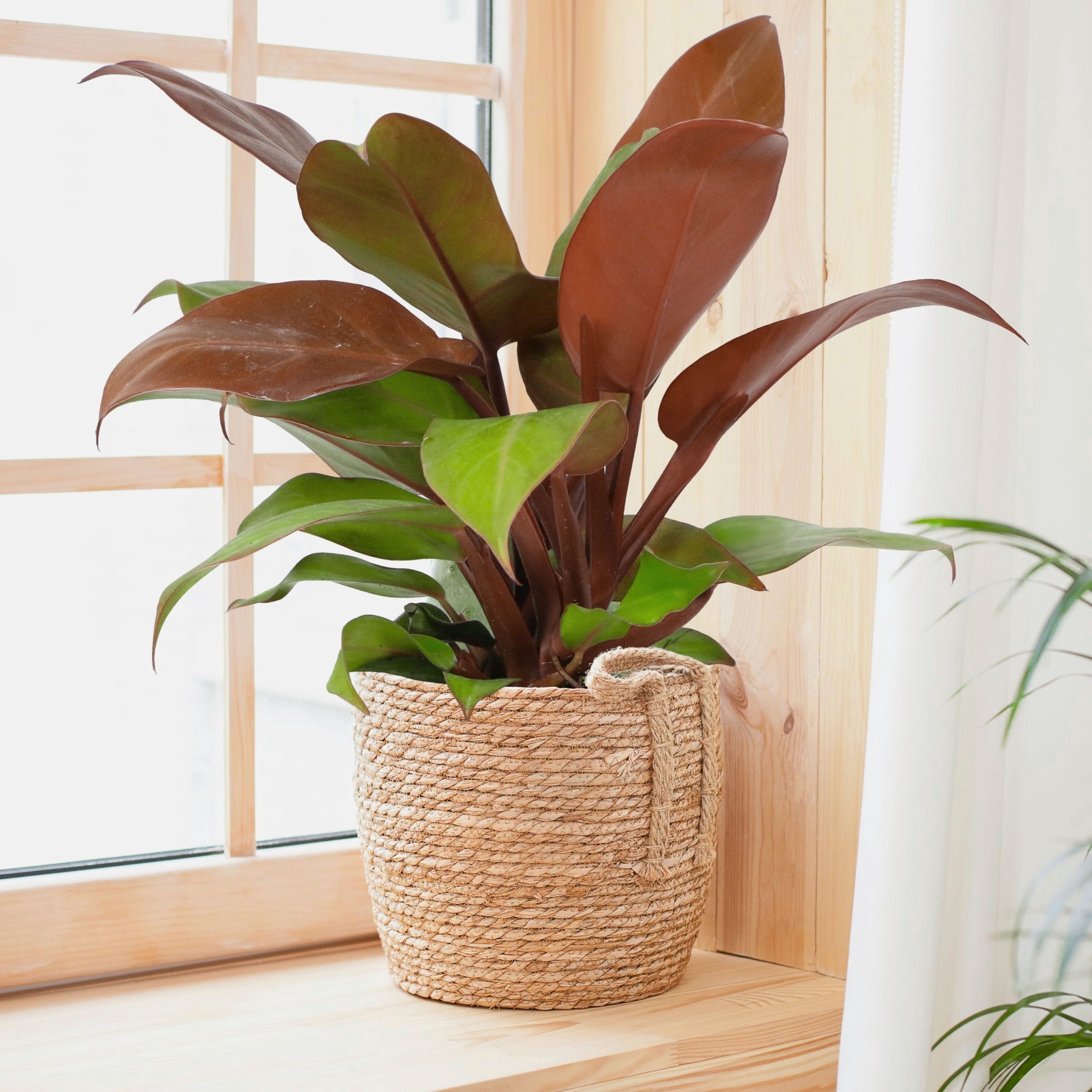 4 in. Philodendron McColley's Finale Plant in Grower Container (3-Pack)