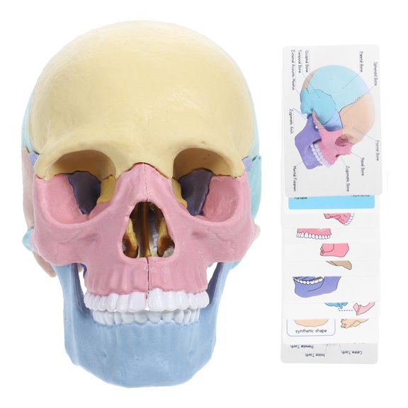 Modelo de cráneo para armar (Anatomía humana). Rompecabezas de cráneo para armar. Modelo de cráneo desmontable.