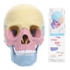 thumbnail image 1 of Modelo de cráneo para armar (Anatomía humana). Rompecabezas de cráneo para armar. Modelo de cráneo desmontable., 1 of 7