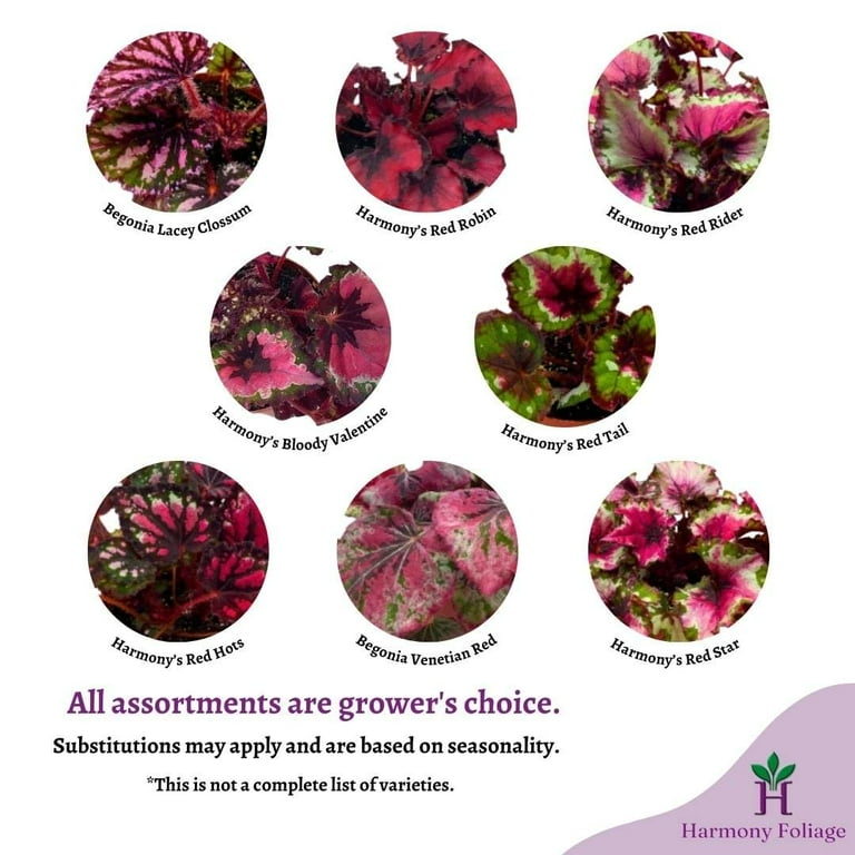 BubbleBlooms 'Harmony's Fatal Attraction' Begonia Rex, Red and