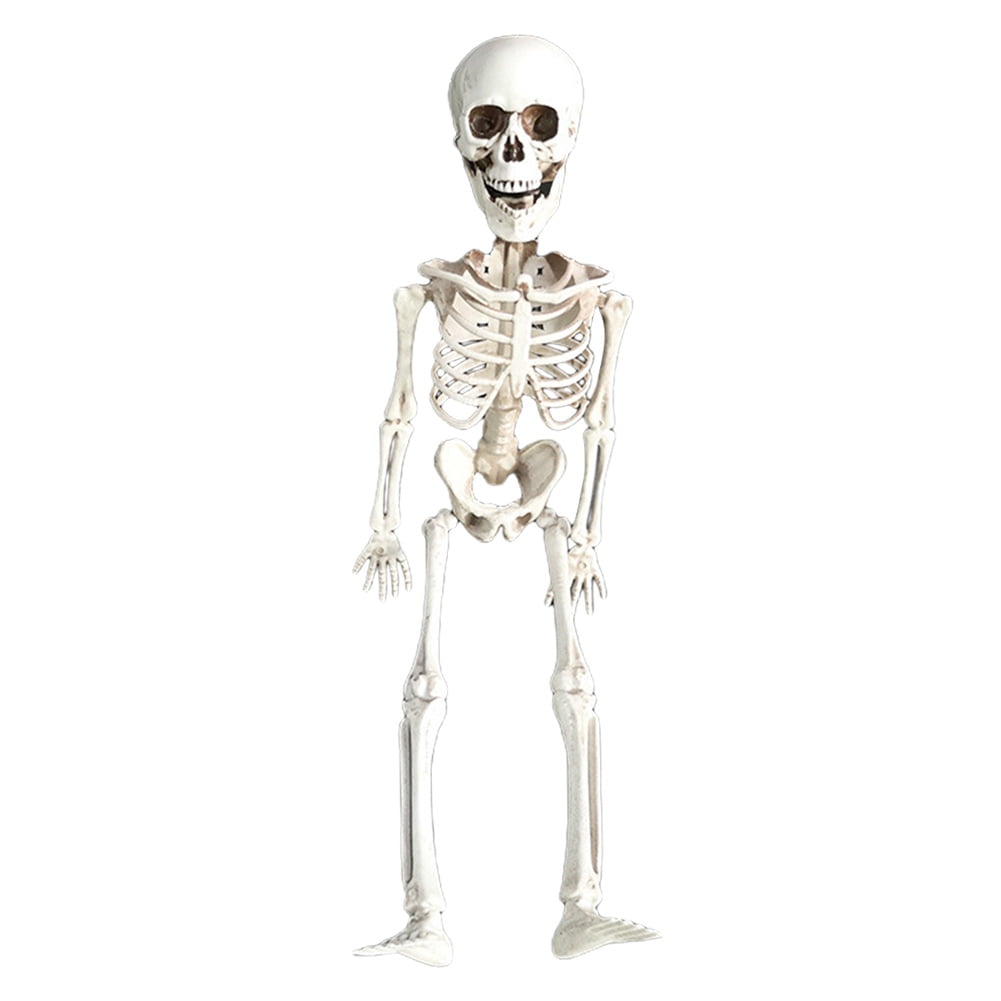 Halloween Skeletons with Movable Joints Three Styles U Pick FREE SHIPPING 