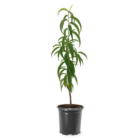Expert Gardener 1-1.5 ft tall Flordaking Peach Live Tree in 1-Gallon Grower Pot