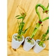 thumbnail image 3 of 3 Pack Live Lucky Bamboo Heart Shape in Ceramic Vases, 3 of 10