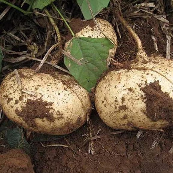 100 Pcs Jicama Seeds for Planting MVR1 | Heirloom Mexican Yam Bean | Easy-Grow Vegetable Seeds for Home Garden & Outdoor Cultivation