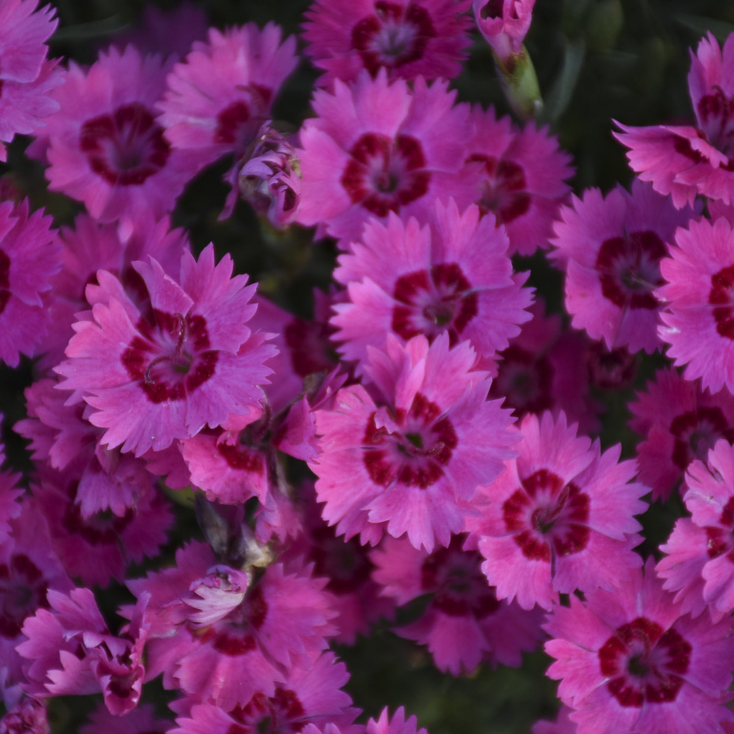 Proven Winners 6" Pink 'Paint the Town Fancy' Pinks Live Plant in 6.5" Pot