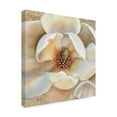 thumbnail image 2 of Trademark Fine Art 'Magnolia Masterpiece II' Canvas Art by Louise Montillio, 2 of 4