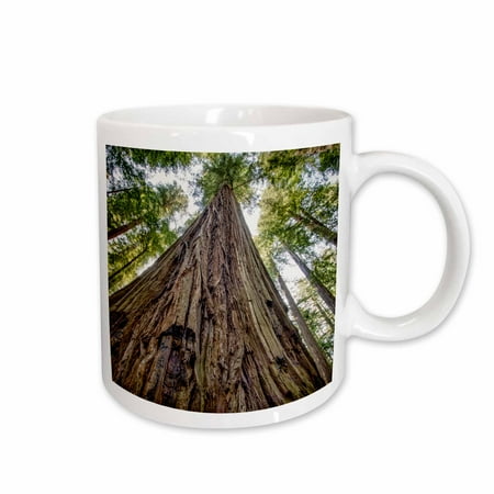 - 3dRose Roosevelt Grove, Humboldt Redwoods State Park, California - Ceramic Mug, 11-ounce