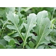 thumbnail image 3 of Arugula Seed, Arugula Sprouting Seeds, Microgreen, Sprouting, 16 Oz, Non Gmo - Country Creek Acres Brand - High Sprout Germination- Juicing, Gardening, Hydroponics, Growing Salad Sprouts, 3 of 3