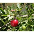 thumbnail image 3 of Barbados Cherry Plant - Malpighia emarginata - Indoors/Out - 4" pot, 3 of 3