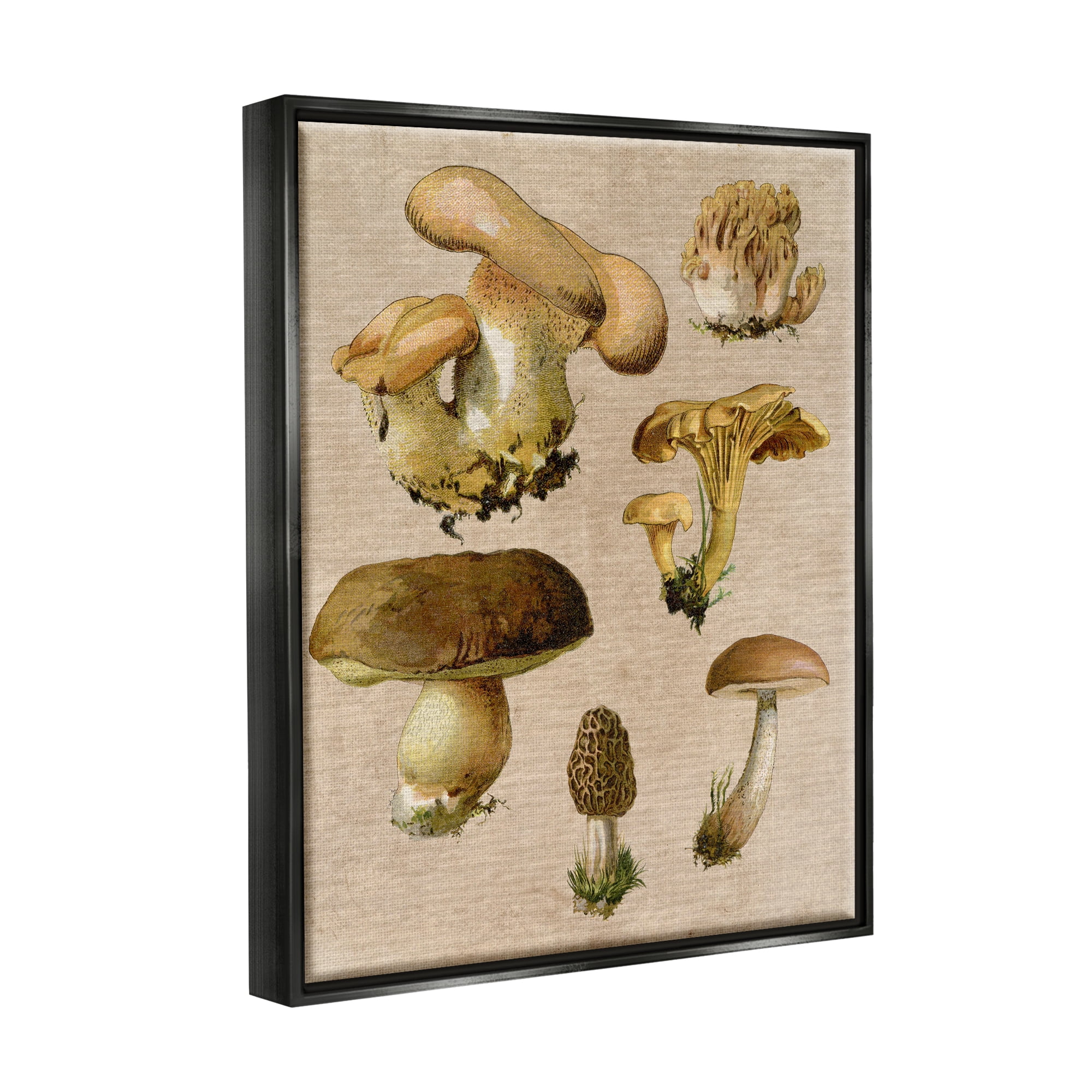 Stupell Industries Vintage Mushroom Drawings Botanical & Floral Painting Black Floater Framed Canvas Art Print Wall Art, 25 x 31